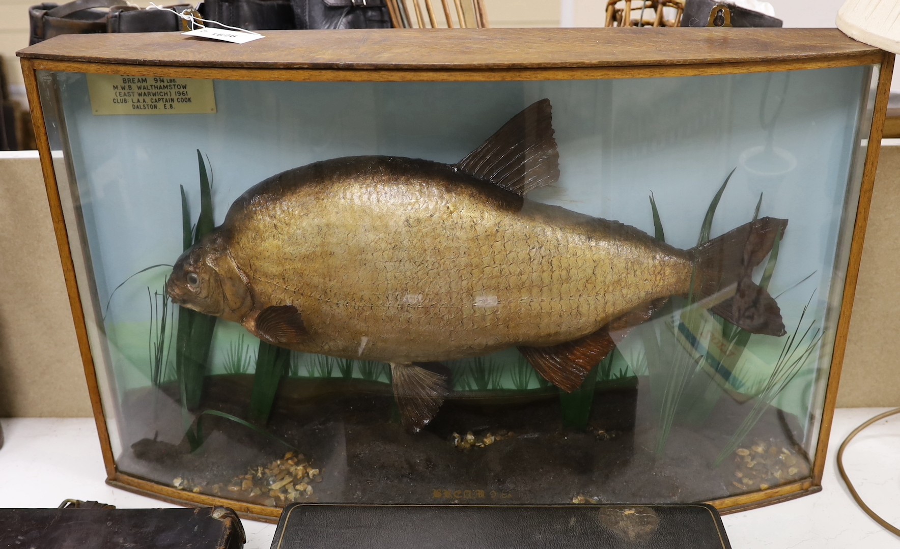 Taxidermy - a 9.75 lbs Bream, ct. 1961, in a bowfront case